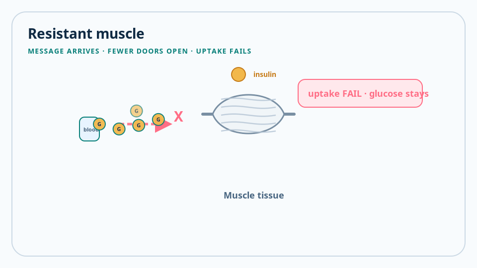 Animated skeletal muscle tissue showing glucose uptake under insulin resistance