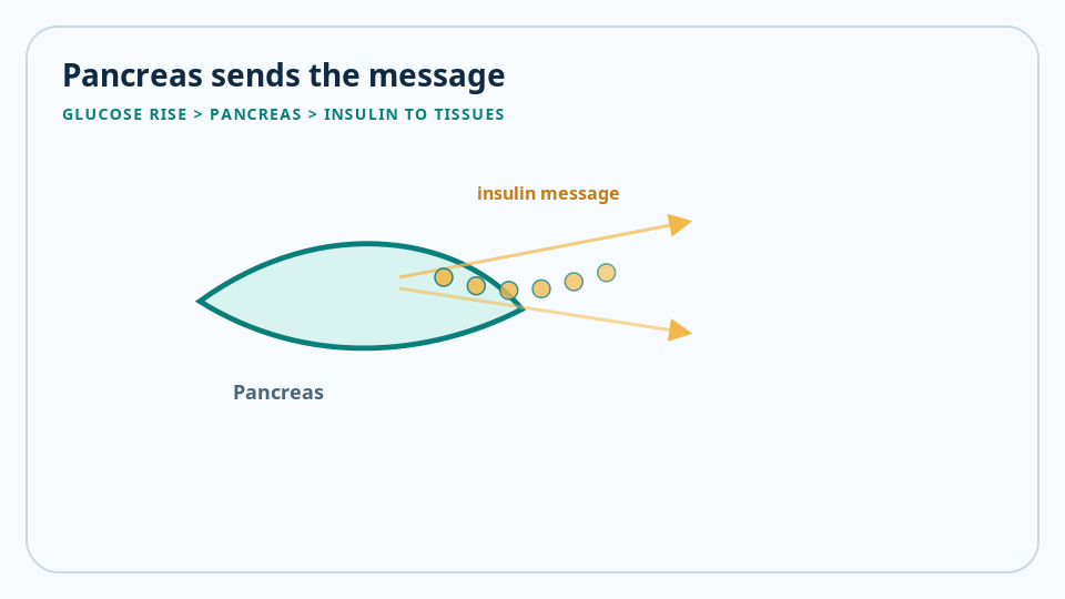 Animated pancreas schematic with an insulin coordinating signal