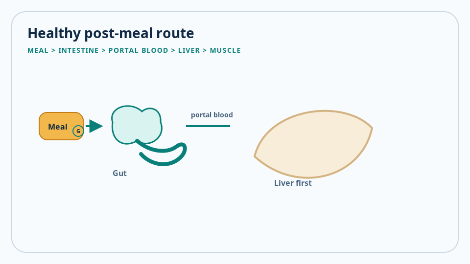 Animated schematic: meal to gut to portal blood to liver — the healthy post-meal glucose route