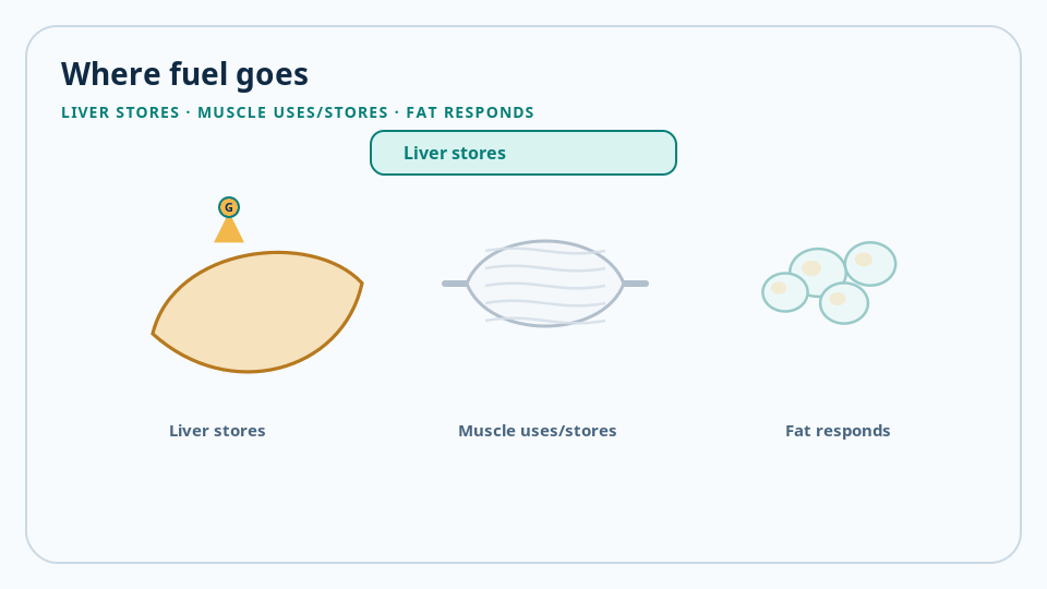 Liver, muscle, and fat schematic showing where fuel goes after a meal